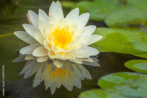 Fototapeta Naklejka Na Ścianę i Meble -  Lotus flower float on the water