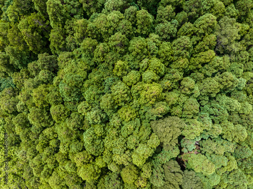 Aerial Tree Canopy