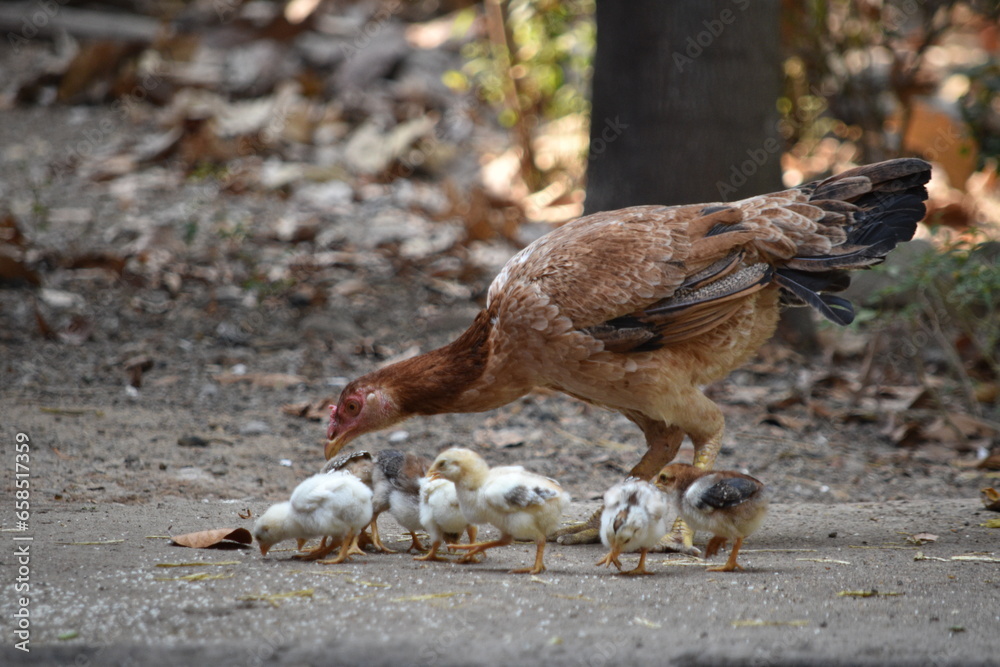 Obraz premium A brown color Aseel or Asil hen caring raising foraging her newly hatched baby chicks in the backyard garden