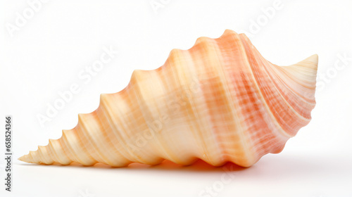 Conch isolated on white background © Black