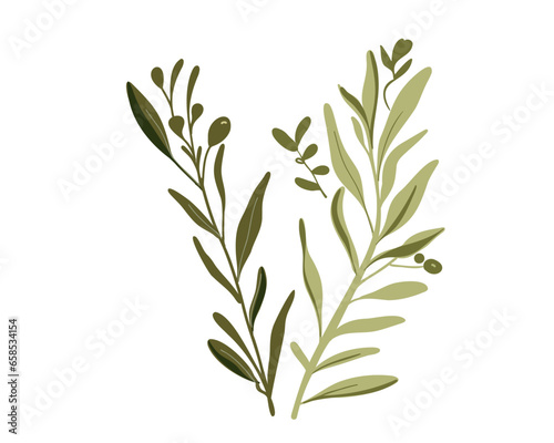 Olive branch  vector illustration