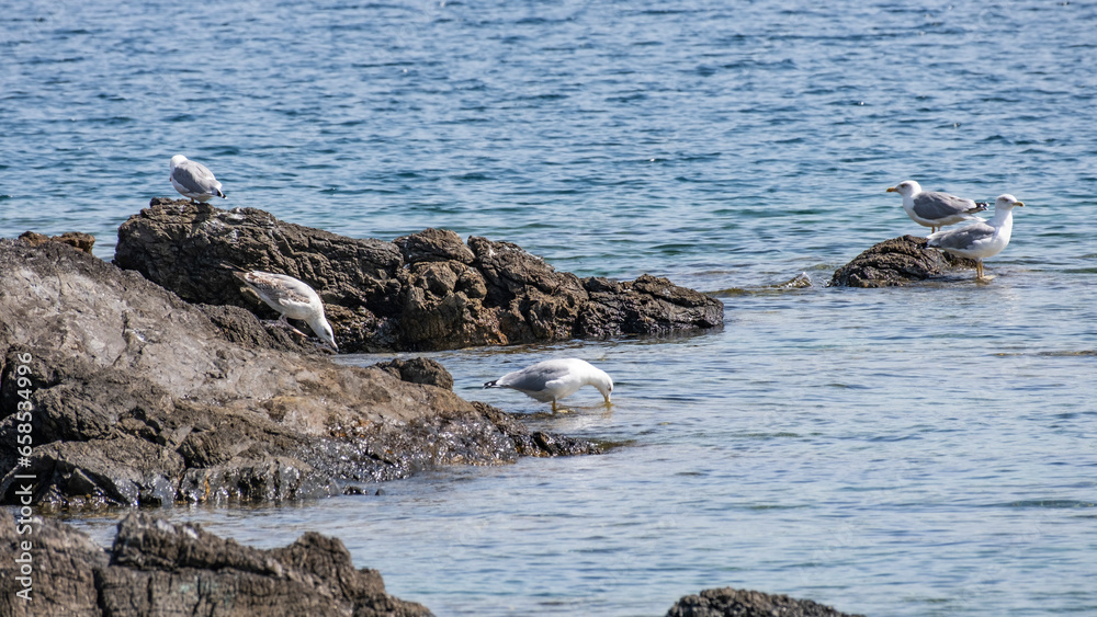 Fototapeta premium Sea Gulls Standing On A Rock