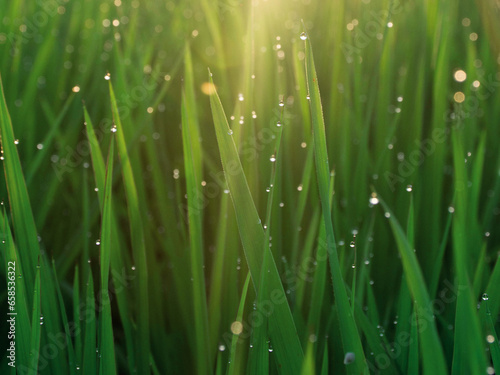 grass with dew