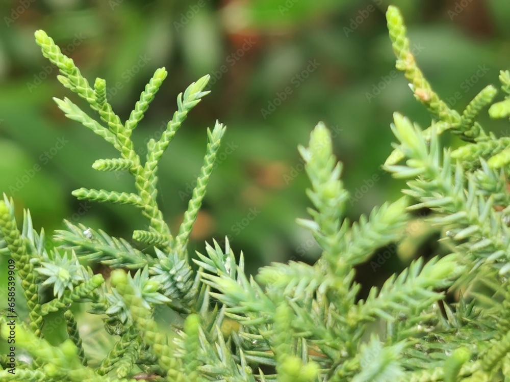 Green leaves of pine tree or cypress tree in the park blurred background. Selective focus. Green leaves of pine tree or cypress tree in the park blurred background. Selective focus.