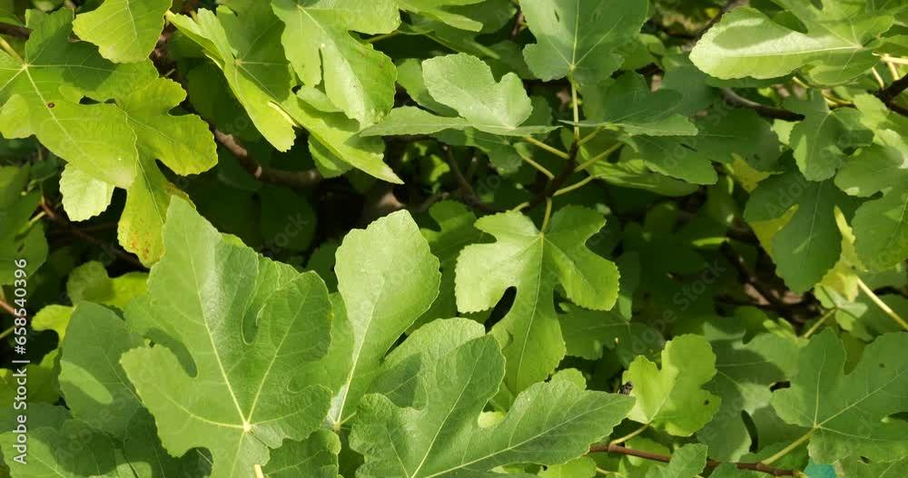 Young fig tree, Ficus carica with beautiful juicy green leaves. Young fig tree, Ficus carica with beautiful juicy green leaves.