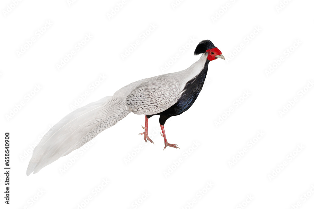 Fototapeta premium silver pheasant (lophura nycthemera) isolated on a white background