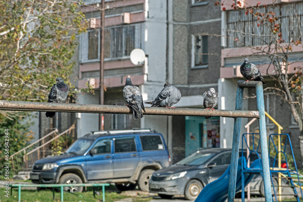 Pigeons sit on the fence on an autumn day