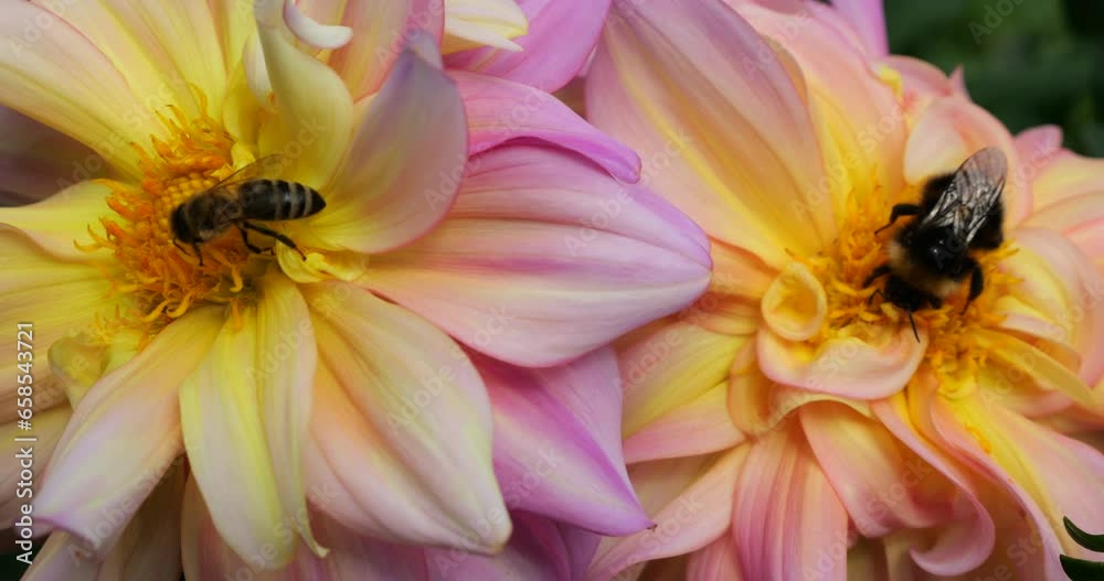 Bumblebee and bee on large yellow-pink dahlia flowers in the autumn garden Bumblebee and bee on large yellow-pink dahlia flowers in the autumn garden