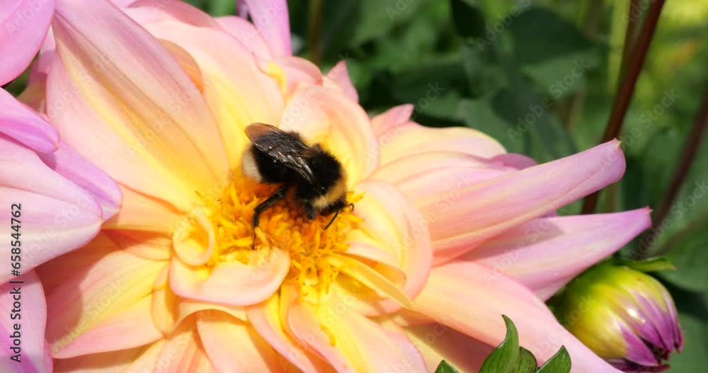Bumblebee on a large yellow-pink dahlia flower in the autumn garden Bumblebee on a large yellow-pink dahlia flower in the autumn garden