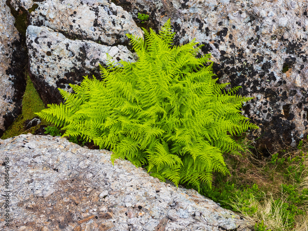 Tranquil Green Fern and Flower Growth in Norwegian Nature Tranquil Green Fern and Flower Growth in Norwegian Nature