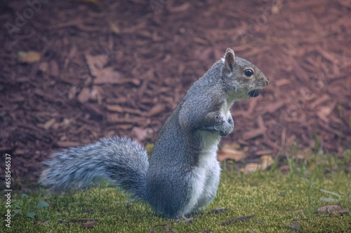Squirrel holding a nut in his mouth on the grass against mulch background