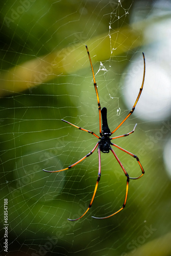 A yellow orange spider waiting for its next prey on its web 