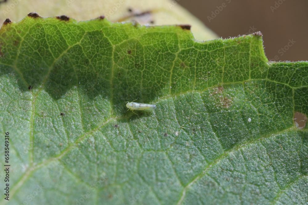 Eupteryx atropunctata Leafhopper (adult insekct) on a sunflower leaf. Eupteryx atropunctata Leafhopper (adult insekct) on a sunflower leaf.
