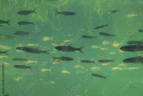 水中を泳ぐ魚たち(ウグイ・アブラハヤ) © 石山 和明