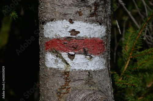 Fototapeta Naklejka Na Ścianę i Meble -  tree trunk with red paint