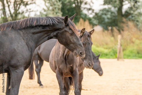 Two black gelding horses playing biting rearing in paddock paradise track system © PIC by Femke