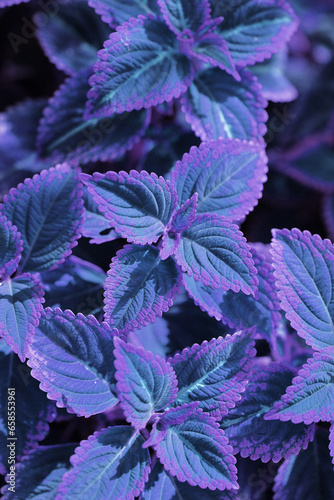 Abstract Closeup of Coleus , Painted Nettle or Plectranthus scutellarioides is Blue and Purple color leaf Plant in the Garden Thailand 
