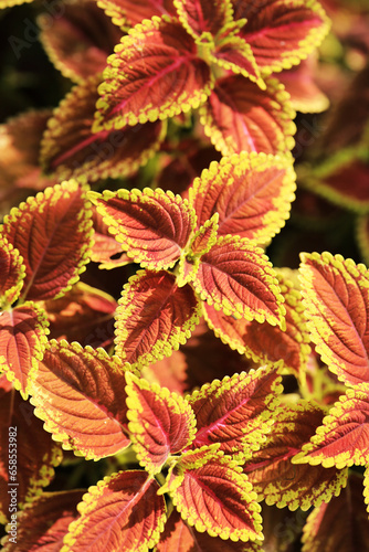 Abstract Closeup of Coleus , Painted Nettle or Plectranthus scutellarioides is Red and orange color leaf Plant in the Garden Thailand 