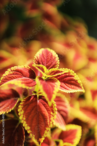 Abstract Closeup of Coleus , Painted Nettle or Plectranthus scutellarioides is Red and orange color leaf Plant in the Garden Thailand 