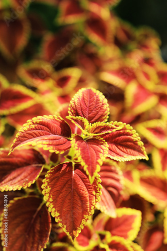 Abstract Closeup of Coleus , Painted Nettle or Plectranthus scutellarioides is Red and orange color leaf Plant in the Garden Thailand 