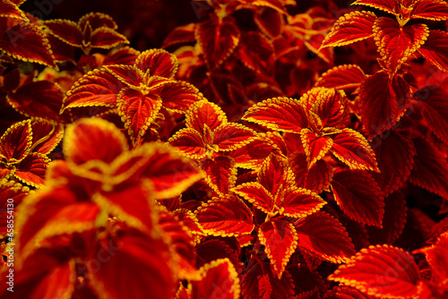 Abstract Closeup of Coleus , Painted Nettle or Plectranthus scutellarioides is Red and orange color leaf Plant in the Garden Thailand 