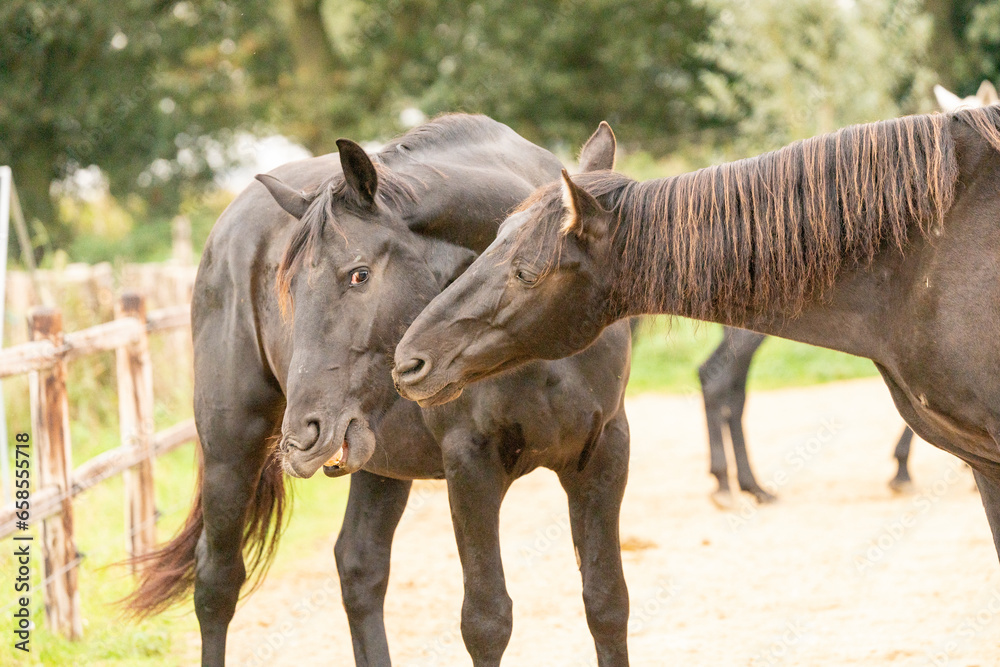 Two black gelding horses playing biting rearing in paddock paradise track system Two black gelding horses playing biting rearing in paddock paradise track system