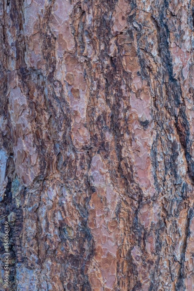 Obraz premium Tree bark