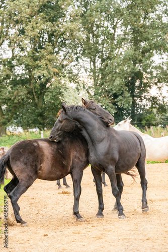 Fototapeta Naklejka Na Ścianę i Meble -  Two black gelding horses playing biting rearing in paddock paradise track system