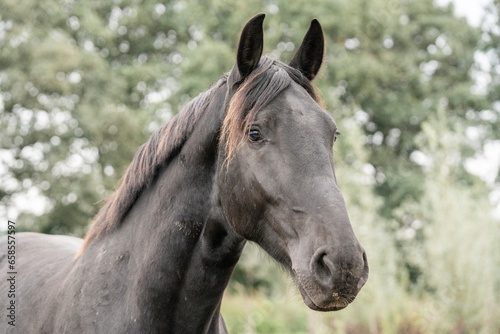 Fototapeta Naklejka Na Ścianę i Meble -  black horse portrait head close up
