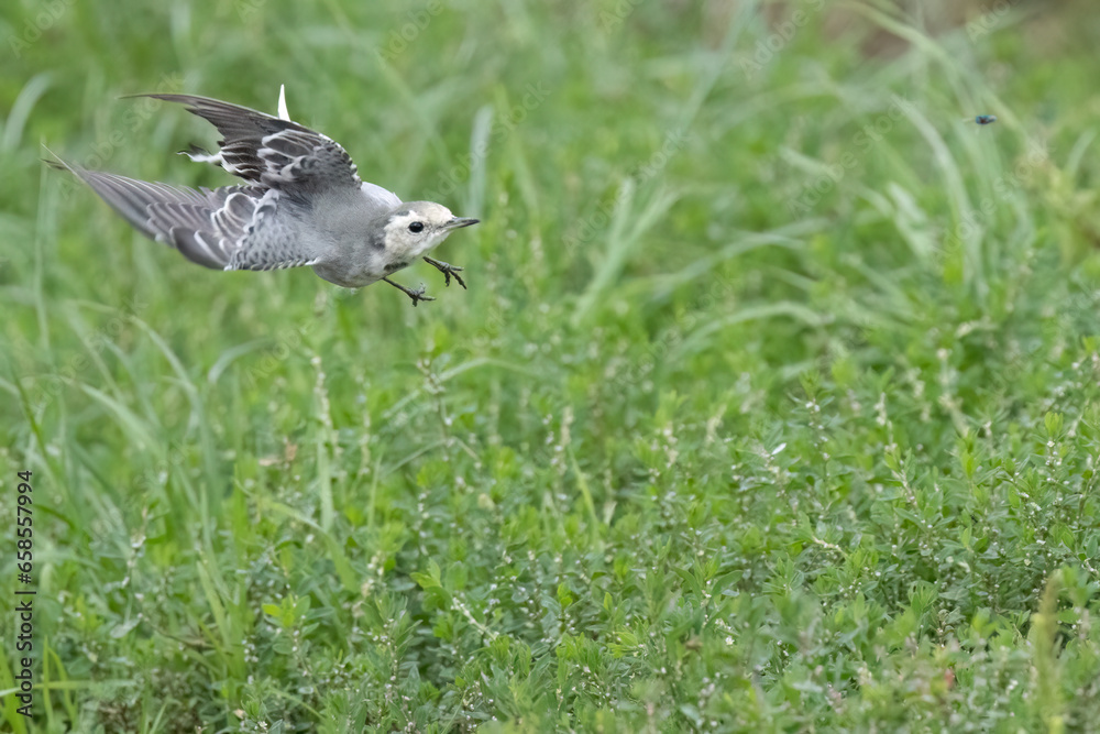 Bachstelze (Motacilla alba) jagt Fliege Bachstelze (Motacilla alba) jagt Fliege