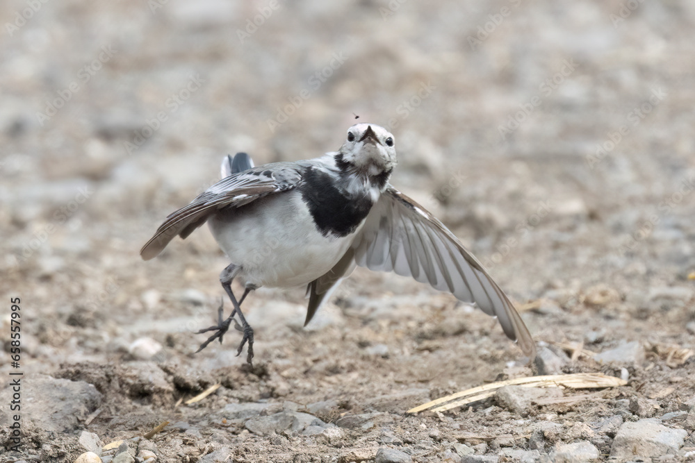 Obraz premium Bachstelze (Motacilla alba) jagt Fliege