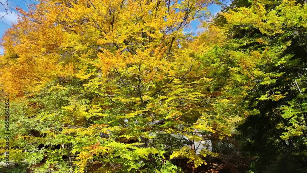 Amazing Autumn view of Vitosha Mountain, Bulgaria Amazing Autumn view of Vitosha Mountain, Bulgaria