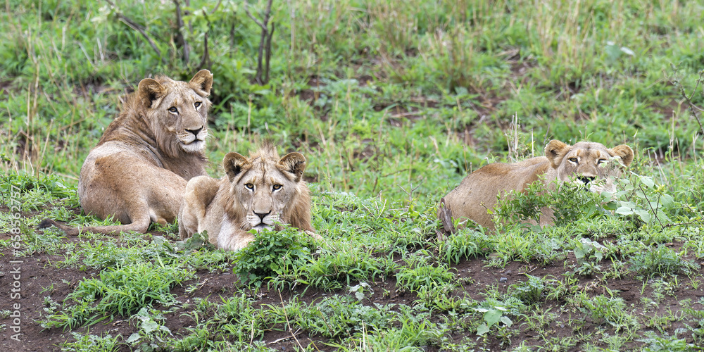 Group of three female lions (Panthera leo) lying on grass, Kwazulu Natal Province, South Africa Group of three female lions (Panthera leo) lying on grass, Kwazulu Natal Province, South Africa