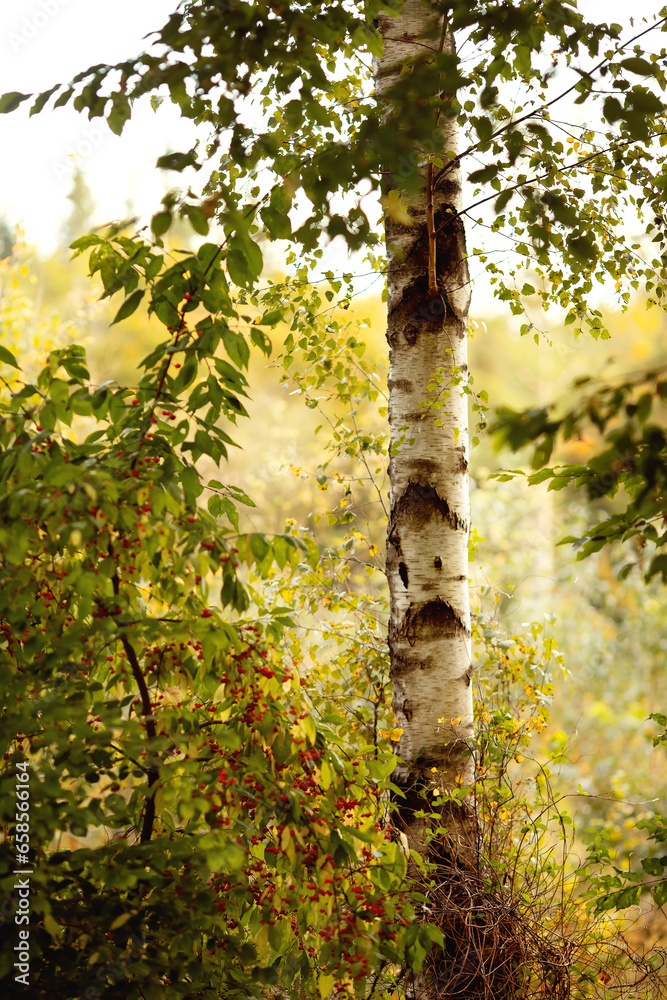 Obraz premium Herbstlandschaft mit Birke in Vordergrund.