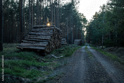 wycinka