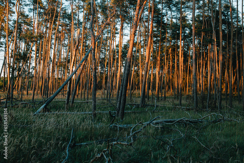 wald