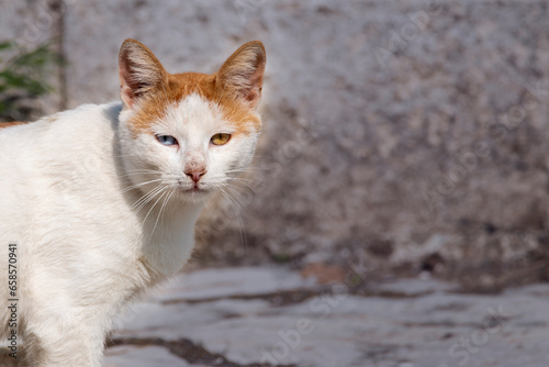 A white and brown cat with one blue and one brown eye. A condition called heterochromia causes the iris to be different colors.