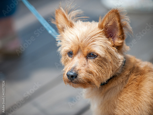 Portrait of a cute Yorkshire Terrier in San Francisco, CA