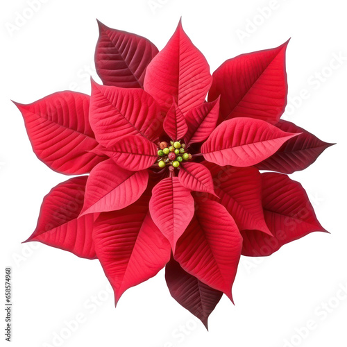 Christmas plant  red poinsettia flower isolated on white transparent background  PNG