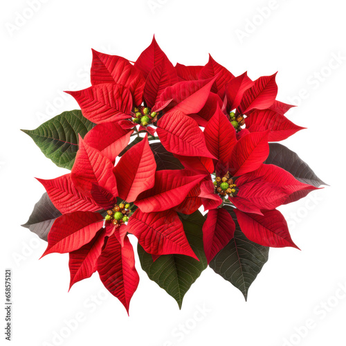 Christmas plant  red poinsettia flower isolated on white transparent background  PNG