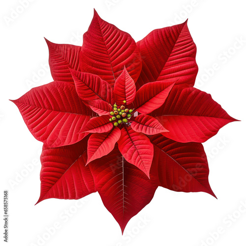 Red poinsettia flower isolated on white transparent background  PNG. Christmas plant top view