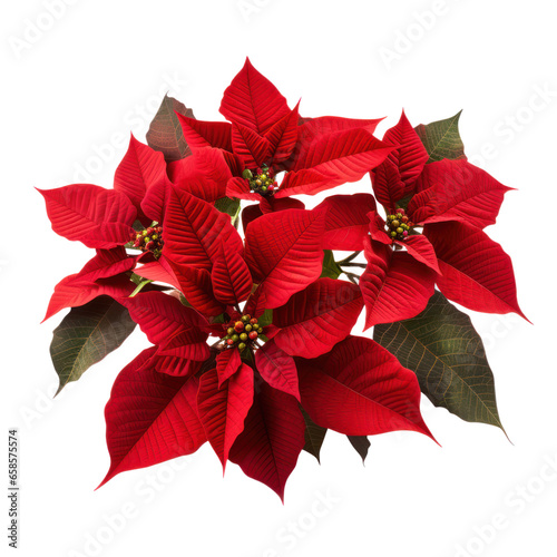 Christmas plant  red poinsettia flower isolated on white transparent background  PNG