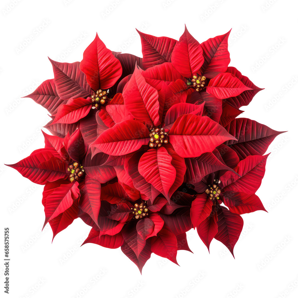 Red poinsettia flower isolated on white transparent background, PNG. Christmas plant top view
