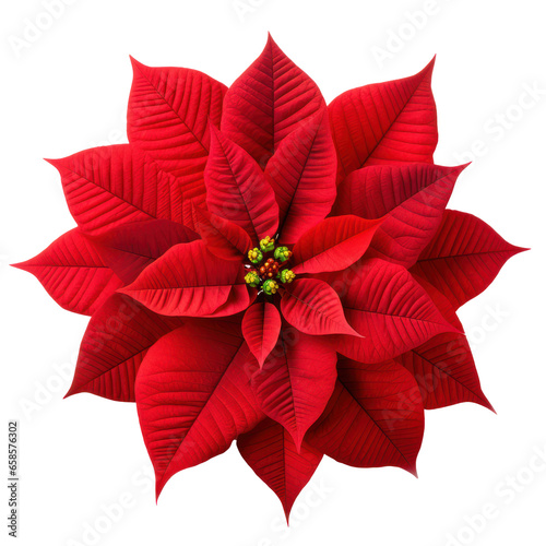 Christmas plant, red poinsettia flower isolated on white transparent background, PNG