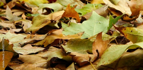 hojas secas caidas al suelo fruto del otoño photo