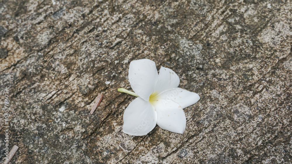 Frangipani flower on cement floor,soft focus,selective focus Frangipani flower on cement floor,soft focus,selective focus