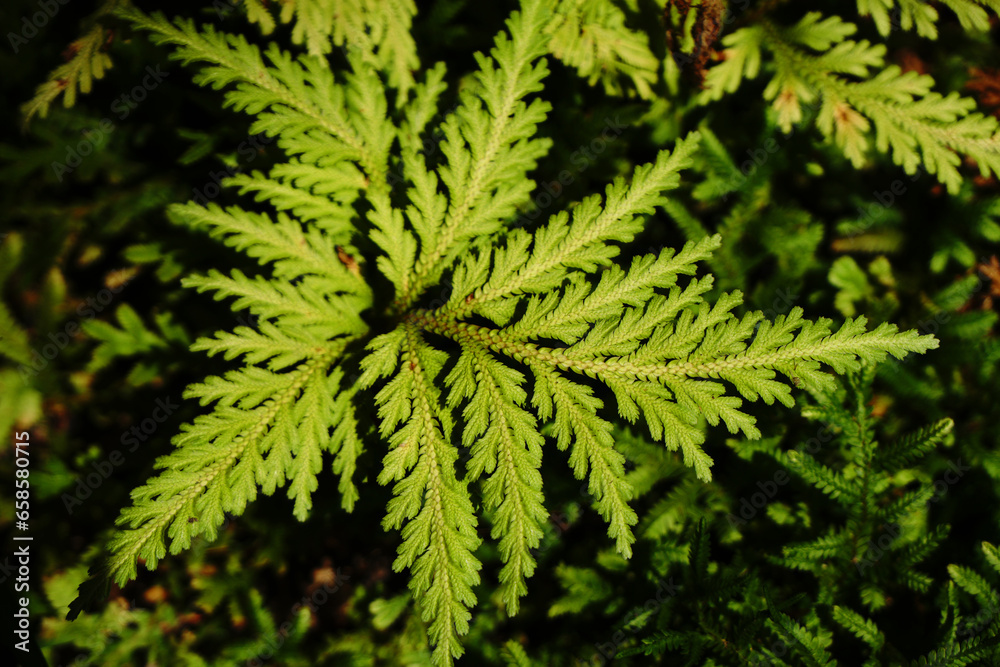 Nature scene of Single tropical leaf of Trichomanes speciosum , commonly known as Killarney fern with Blurred background Nature scene of Single tropical leaf of Trichomanes speciosum , commonly known as Killarney fern with Blurred background
