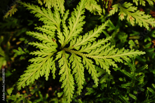 Nature scene of Single tropical leaf of Trichomanes speciosum   commonly known as Killarney fern with Blurred background