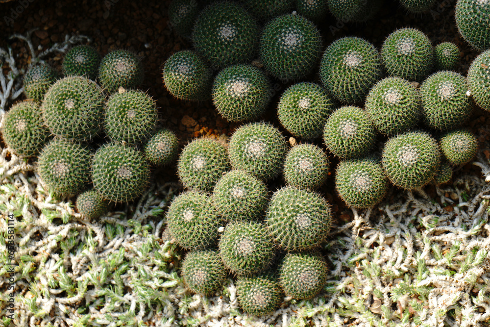 Top view Green Cactus Plant or Call woolly nipple cactus , mammillaria nivosa cactaceae in the cactus family at Chiang mai thailand Top view Green Cactus Plant or Call woolly nipple cactus , mammillaria nivosa cactaceae in the cactus family at Chiang mai thailand