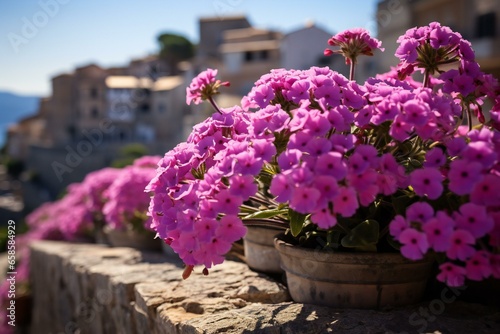 Verbenas Vibrant Blossoms in a Mediterranean Escape